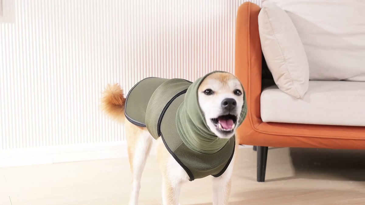 Perro con la capucha del chaleco cubriéndole las orejas