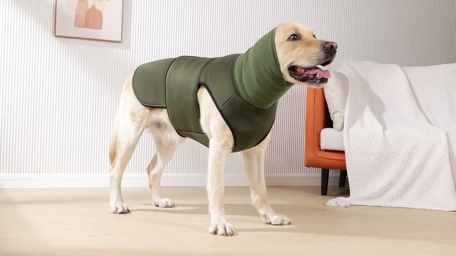 Labrador con el chaleco calmante