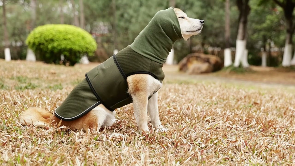 Perro sentado en el parque con el chaleco y la capucha