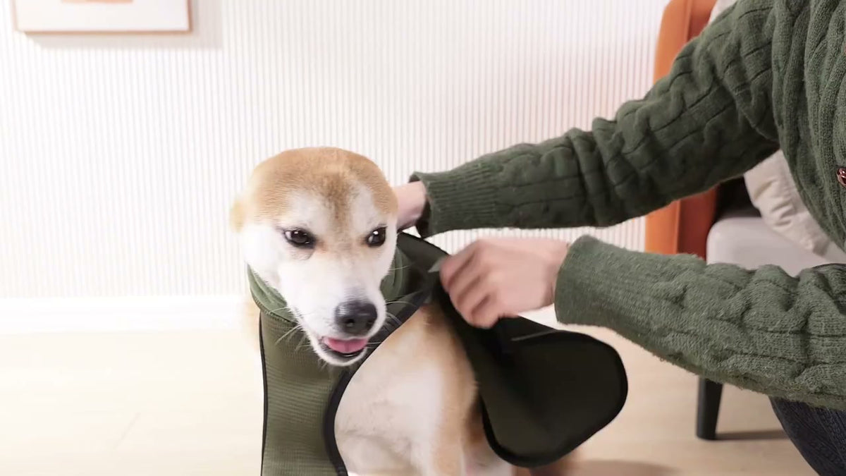 Poniendo el chaleco calmante a un perro