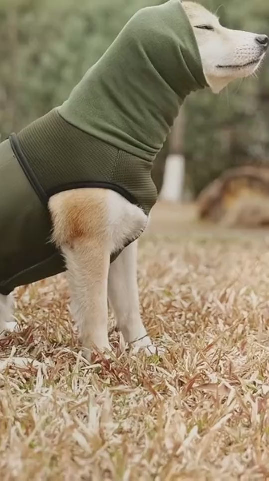 Perro de paseo con el chaleco