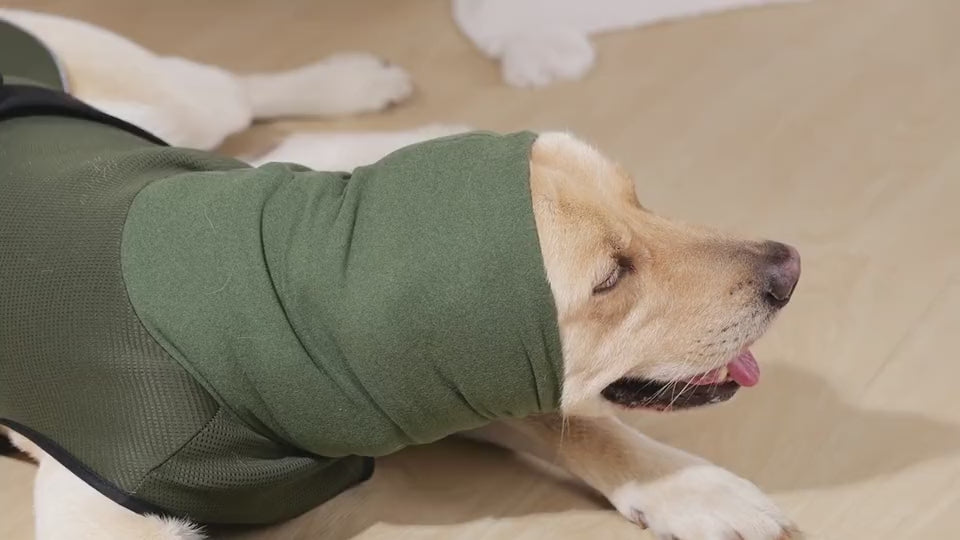Perro tumbado y tranquilo con el chaleco Achuchones