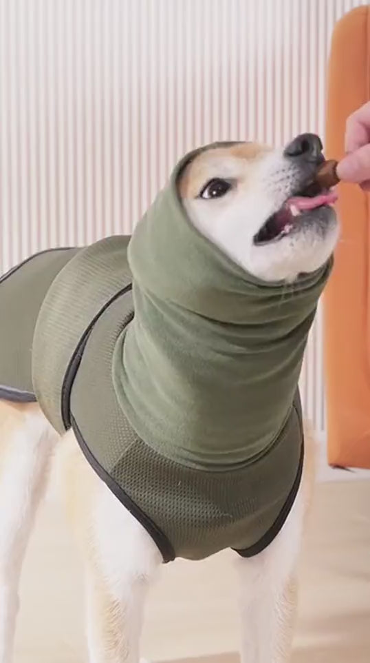 Perro con la capucha subida