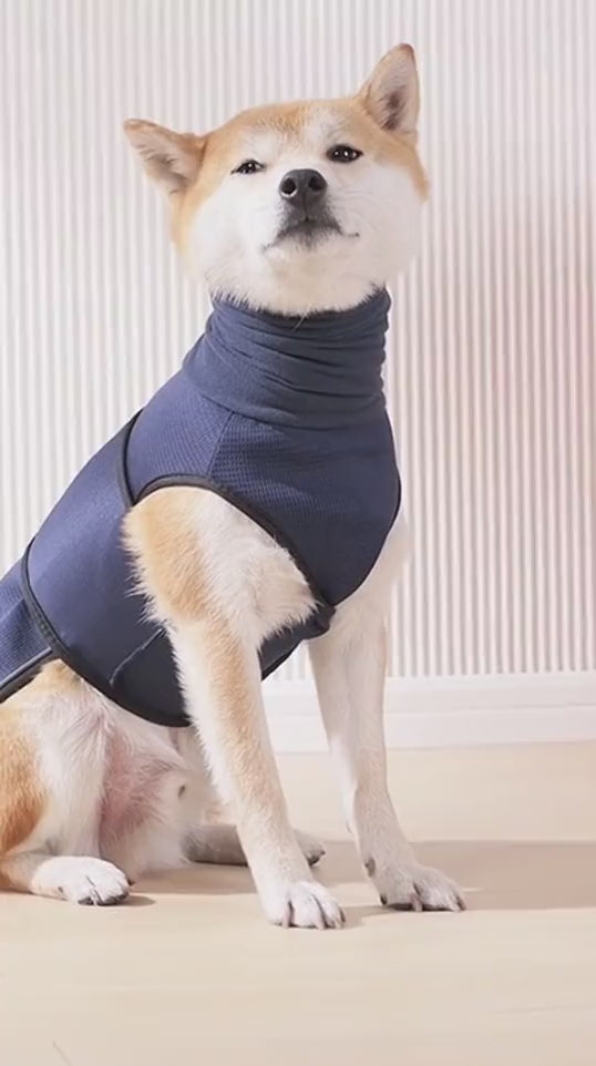 Perro con el chaleco azul marino